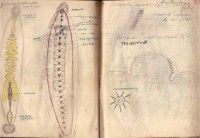 Тетрадка за упражнения по зоология, 1937/38 г.  - снимка 8