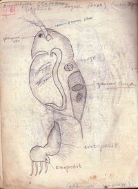 Тетрадка за упражнения по зоология, 1937/38 г.  - снимка 9