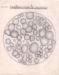 Тетрадка за упражнения по ботаника, 1939/40 г.  - снимка 8